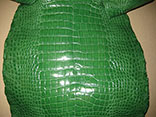 Grade #1 Classic Grass Green American Alligator Hide.  40 cm width